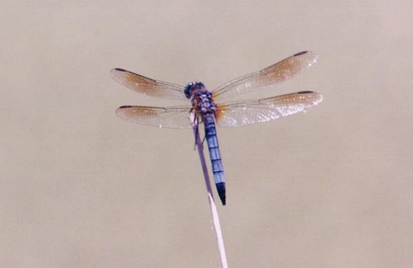 blue-dragonfly1.jpeg