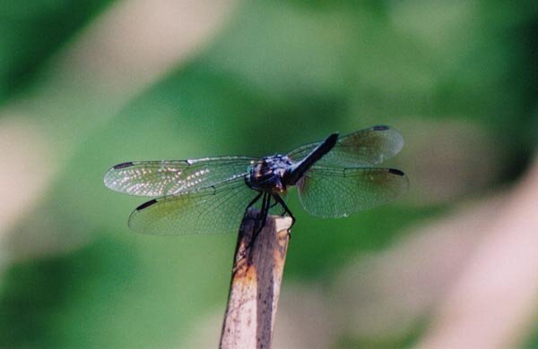 blue-dragonfly3.jpeg