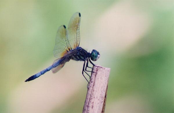 blue-dragonfly7.jpeg