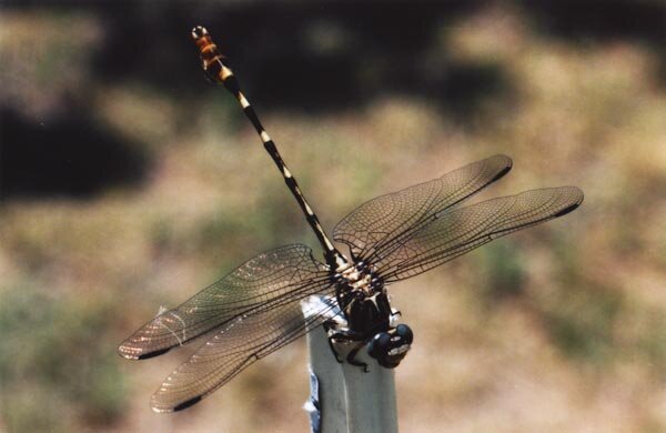 brn-dragonfly1.jpeg
