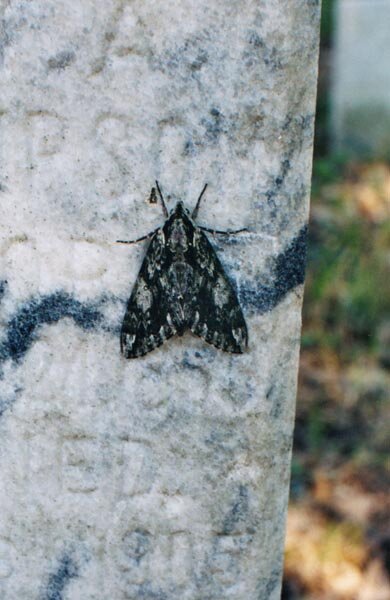 moth.jpeg