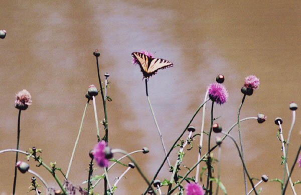 tigerswallowtail_may2004.jpeg