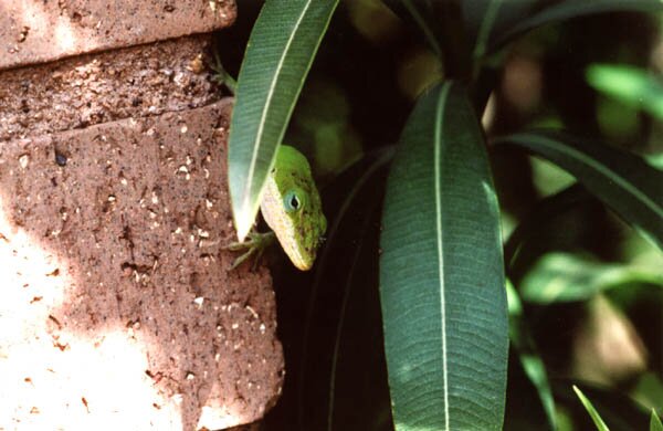 spooked_anole1.jpeg