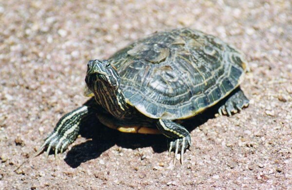 turtle2.jpeg