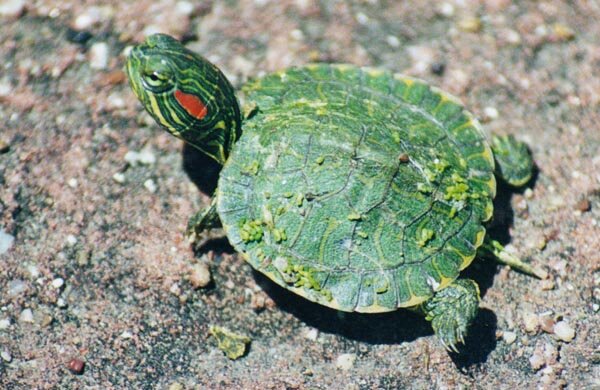 turtle4.jpeg