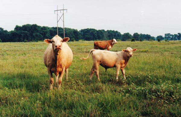 cows1.jpeg